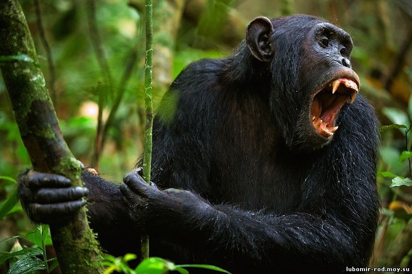 Шимпанзе орет