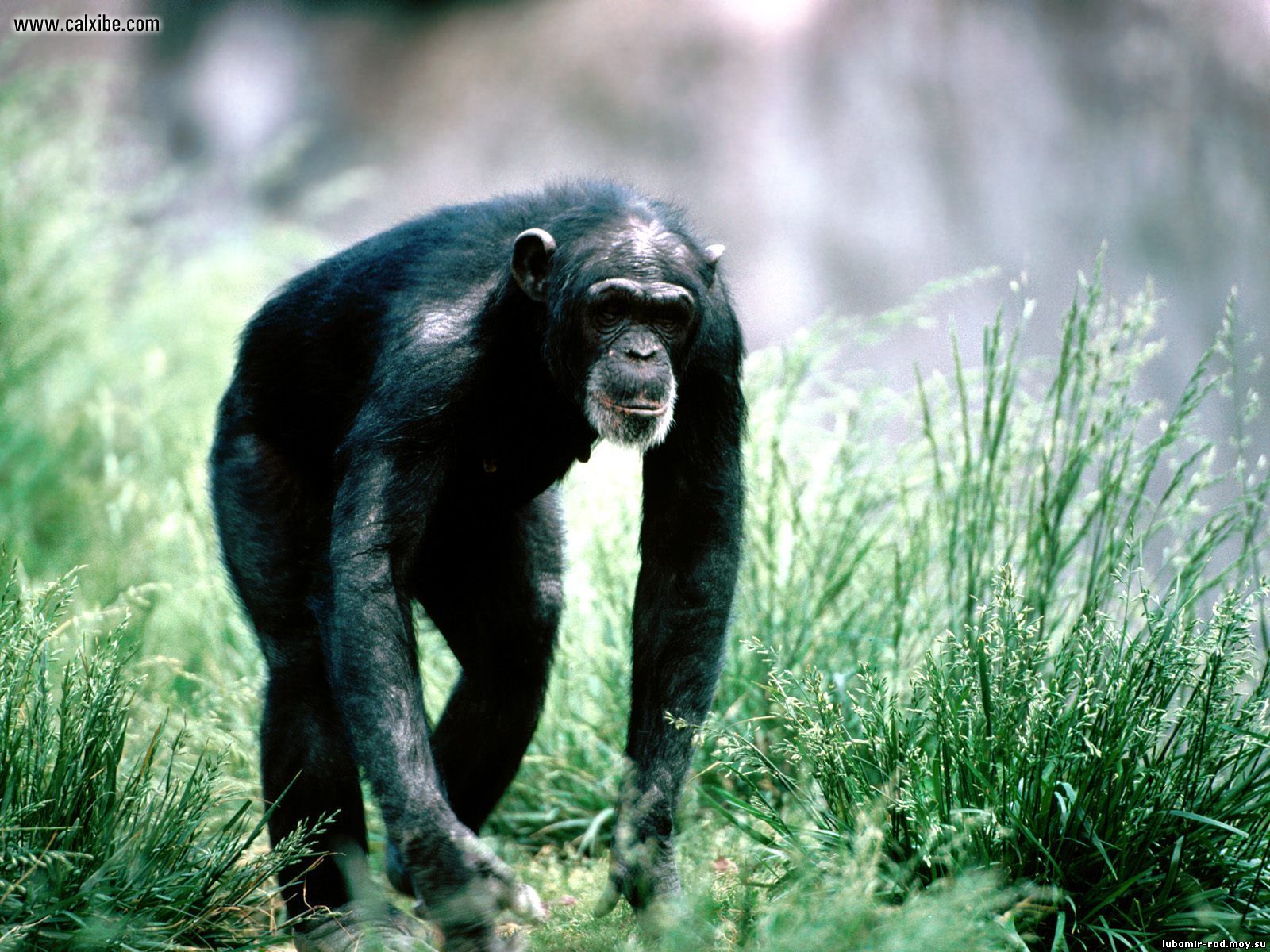 Шимпанзе в движении